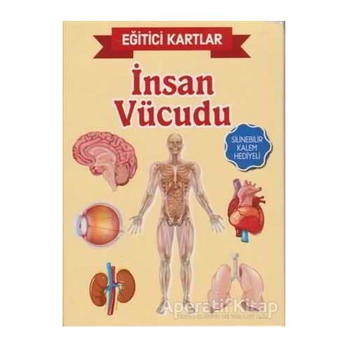 Eğitici Kartlar - İnsan Vücüdu - Kolektif - Teleskop Popüler Bilim